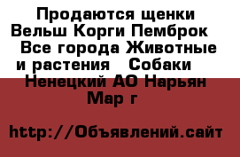 Продаются щенки Вельш Корги Пемброк  - Все города Животные и растения » Собаки   . Ненецкий АО,Нарьян-Мар г.